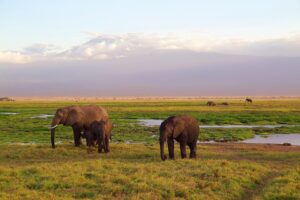 Afrika